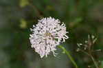 Puffballs